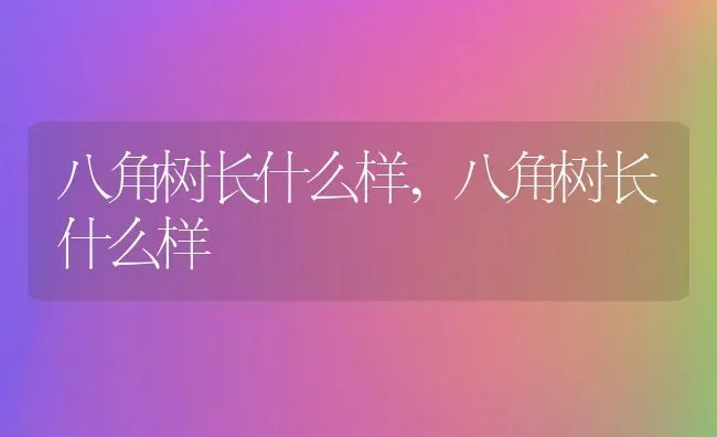 八角树长什么样,八角树长什么样 | 养殖常见问题