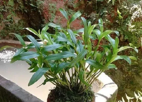 植物常识问题|新鲜石斛的功效与作用及食用方法