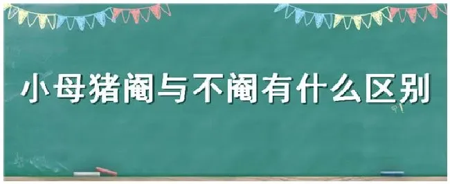 小母猪阉与不阉有什么区别 | 生活常识