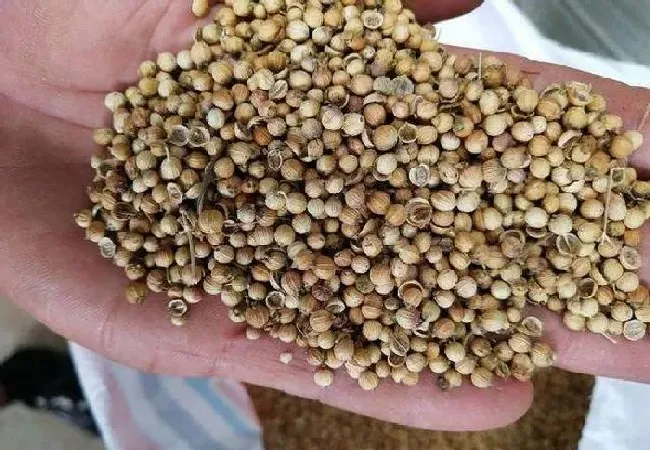 植物常识问题|香菜用什么办法发芽快（香菜很难出芽最快催芽方法）