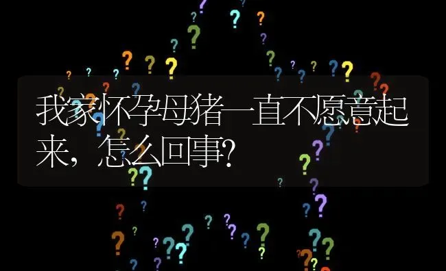 我家怀孕母猪一直不愿意起来,怎么回事? | 养殖问题解答