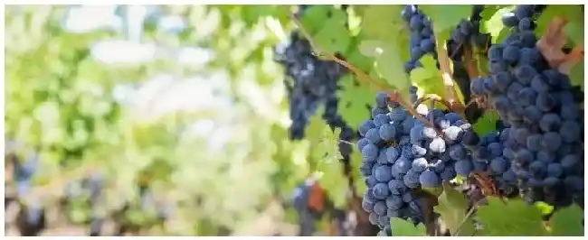 葡萄能在树上挂果多久 | 农业常识