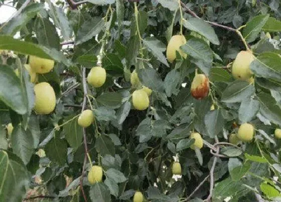 植物常识问题|家里枣树如何养殖一结一箩筐