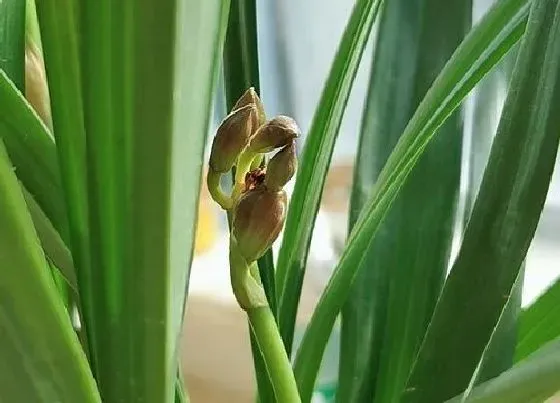 植物常识问题|怎么养护兰花很快冒笋出芽