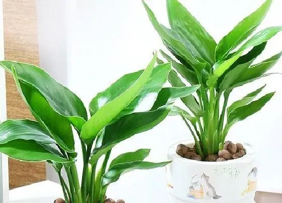 植物常识问题|风水十大吉祥花图片 风水里最吉祥最旺财的花