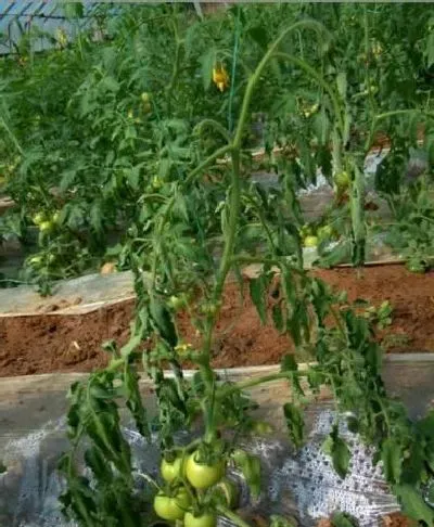 植物常识问题|西红柿青枯病的发病原因（青枯病发病图片及预防治疗）