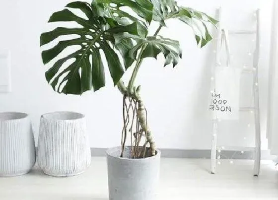 植物常识问题|龟背竹炭疽病如何进行处理呢