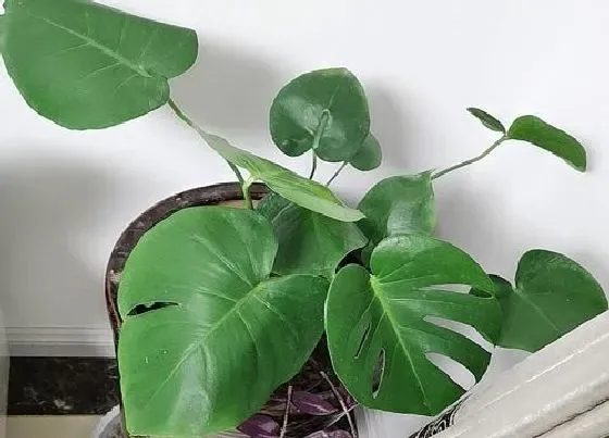 植物常识问题|龟背竹炭疽病如何进行处理呢