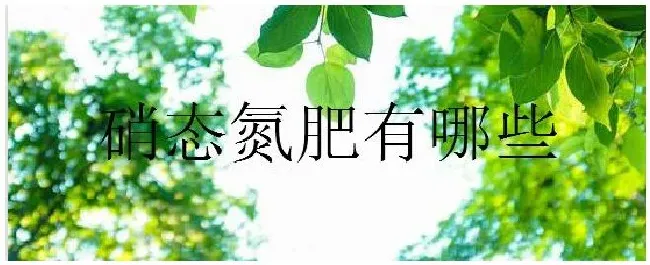 硝态氮肥有哪些 | 农业答疑