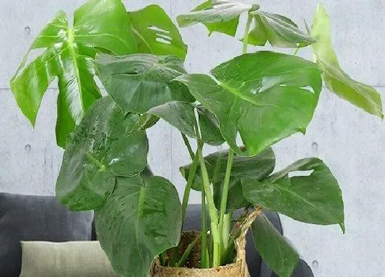 植物常识问题|风水十大吉祥花图片 风水里最吉祥最旺财的花