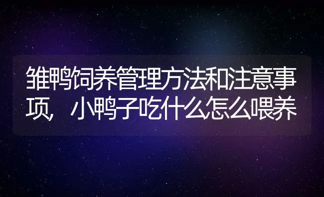 雏鸭饲养管理方法和注意事项,小鸭子吃什么怎么喂养 | 养殖常见问题