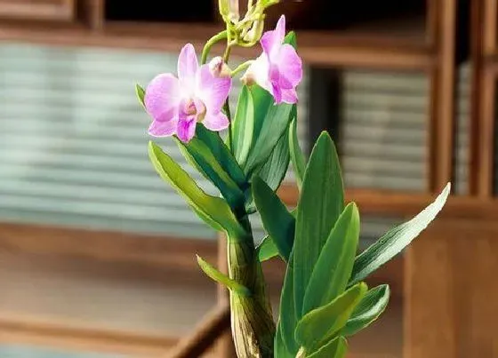 植物常识问题|石斛兰新芽嫩叶长得多应该怎么养护