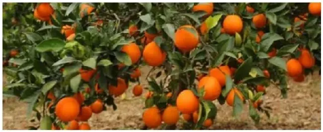 纽荷尔脐橙几年可以挂果 | 生活常识