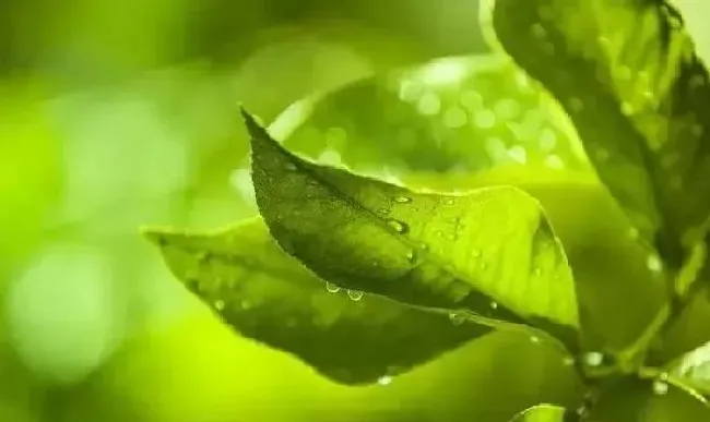 植物常识问题|瓜果蔬菜叶面肥的正确使用方法（什么时候打叶面肥好）