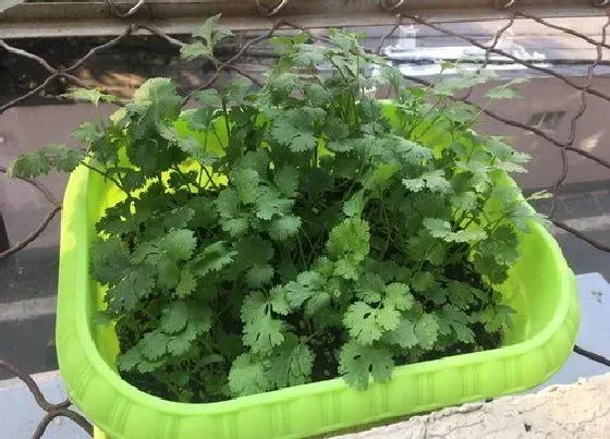 植物常识问题|香菜用什么办法发芽快（香菜很难出芽最快催芽方法）