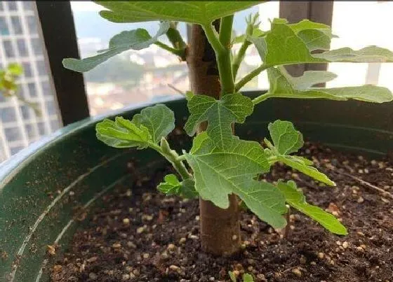 植物常识问题|家里怎样正确的养护盆栽无花果