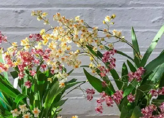 植物常识问题|兰花怎么养香味更浓