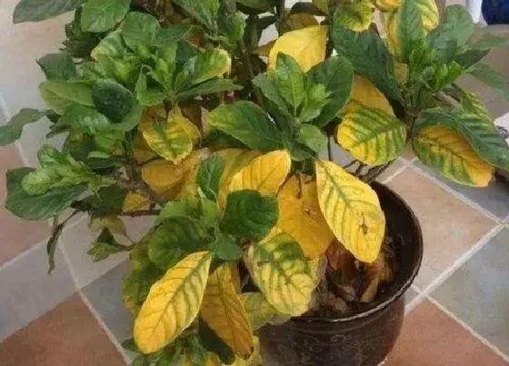 植物常识问题|栀子花为什么叶子发黄 栀子花黄叶子原因及救治方法
