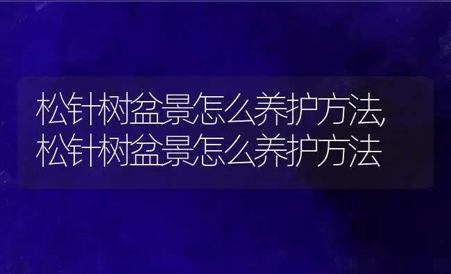 松针树盆景怎么养护方法,松针树盆景怎么养护方法 | 养殖常见问题