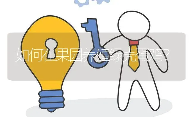 如何在果园养殖绿壳蛋鸡? | 养殖问题解答