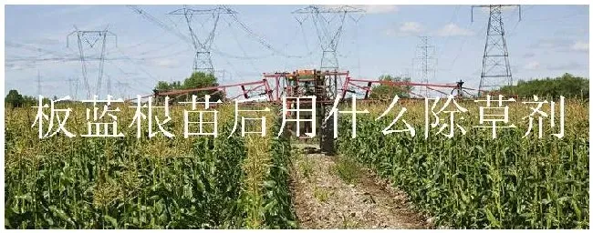 板蓝根苗后用什么除草剂 | 三农问答