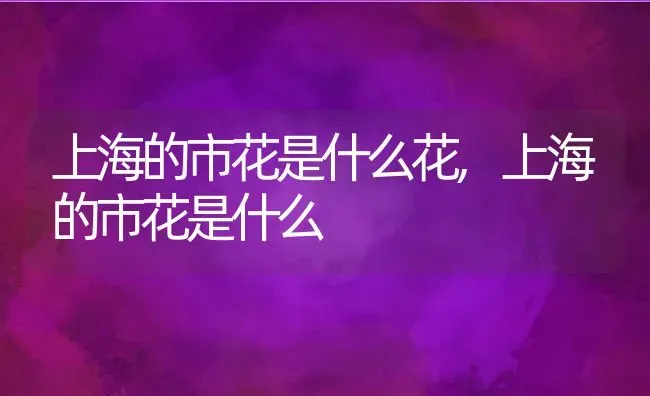 上海的市花是什么花,上海的市花是什么 | 养殖常见问题
