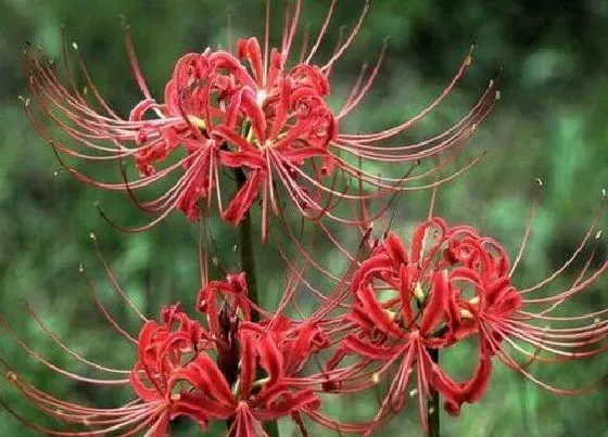 植物常识问题|彼岸花能养在家中吗 家里种彼岸花有什么忌讳吗