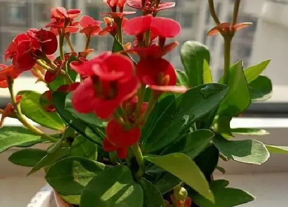 植物常识问题|虎刺梅养护注意几个方面能避免死苗