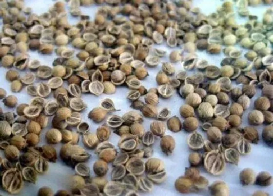 植物常识问题|香菜用什么办法发芽快（香菜很难出芽最快催芽方法）