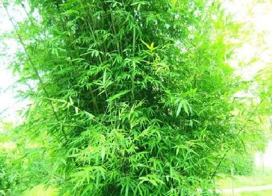 植物常识问题|竹子象征着什么意义