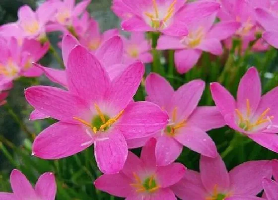 植物常识问题|风雨兰好养活吗 风雨兰可以养多少年