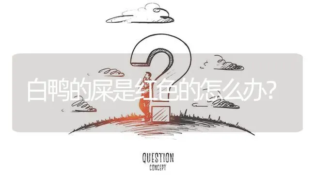白鸭的屎是红色的怎么办? | 养殖问题解答