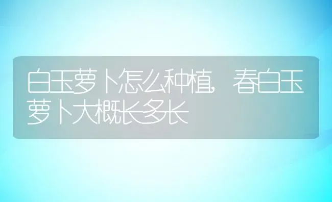 白玉萝卜怎么种植,春白玉萝卜大概长多长 | 养殖常见问题