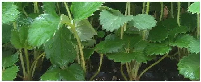 怎样用育苗盘育草莓苗 | 三农问答