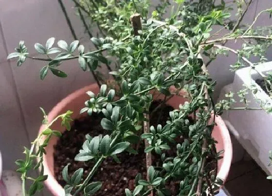 植物常识问题|迎春花什么时候换盆最好（迎春花最佳移栽换花盆时间）