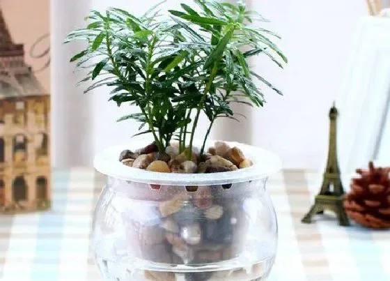 植物常识问题|罗汉松如何修剪枝繁叶茂