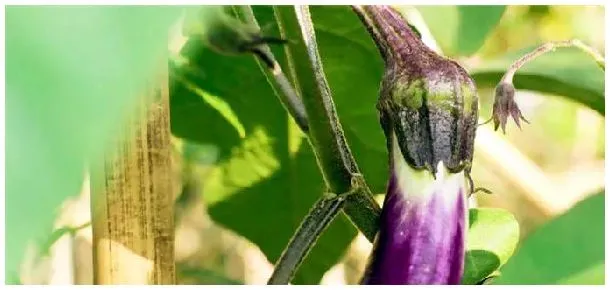 春茄子种植时间和方法 | 农业问题