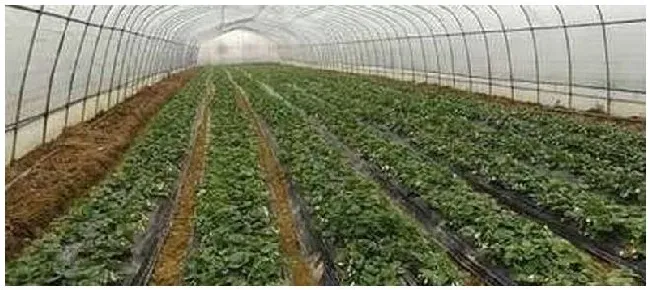 大棚里的草莓打药吗 | 三农答疑