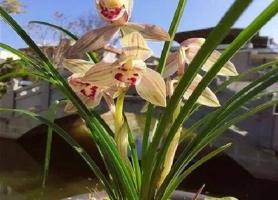 植物常识问题|兰花脱盆后如何进行施肥