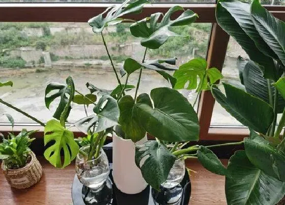 植物常识问题|龟背竹炭疽病如何进行处理呢