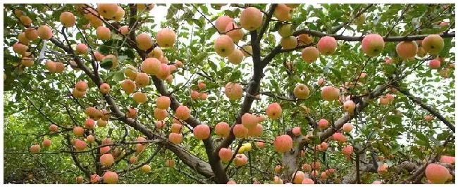 苹果树控旺用什么药 | 生活常识