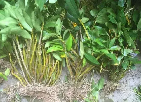 植物常识问题|新鲜石斛的功效与作用及食用方法