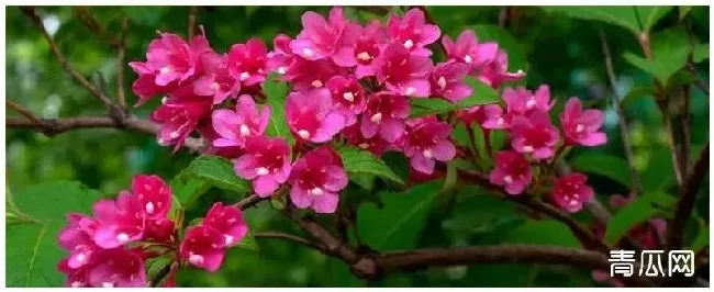 锦带花的种植注意事项 | 农业答疑