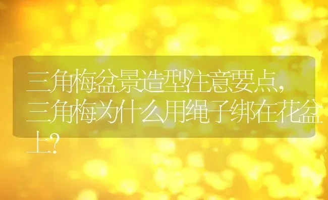 三角梅盆景造型注意要点,三角梅为什么用绳子绑在花盆上？ | 养殖常见问题