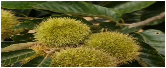 板栗什么时候嫁接 | 农业常识