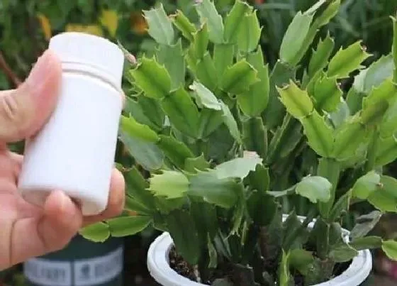 植物常识问题|蟹爪兰叶面施肥的效果