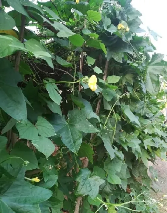 植物常识问题|丝瓜的老叶黄叶都能剪掉吗（丝瓜怎么修剪老枝叶）