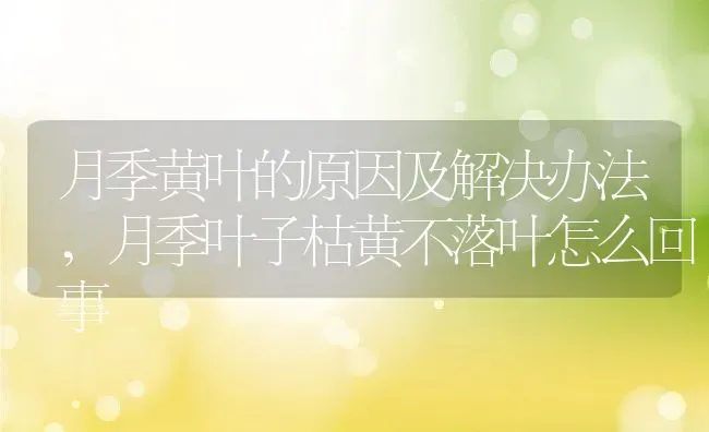 月季黄叶的原因及解决办法,月季叶子枯黄不落叶怎么回事 | 养殖常见问题