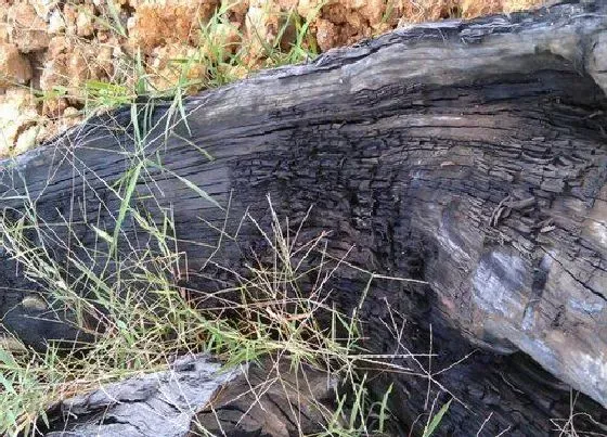 植物常识问题|红木有多少种类及价格档次排名 什么红木品种最好