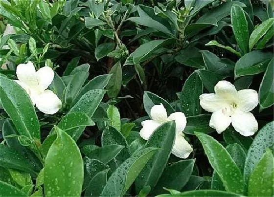 植物常识问题|茉莉花如何养护冒出非常多的芽点